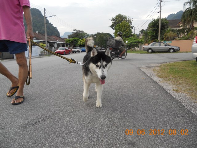 Siberian Husky
