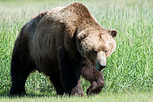 Brown_bear