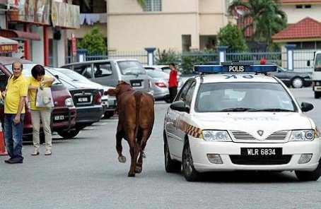 ximage.jpg.pagespeed.ic.cTAgLYdiKe