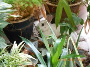 Rabbit 13 Aug 14 004